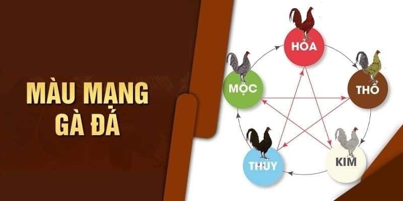 Xem màu mạng gà tăng cơ hội chiến thắng