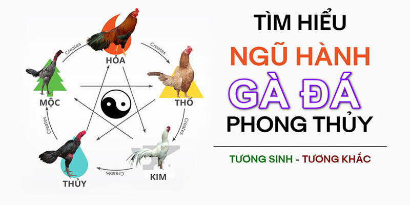 Mạng đá gà mệnh Kim dễ thắng gà màu đen