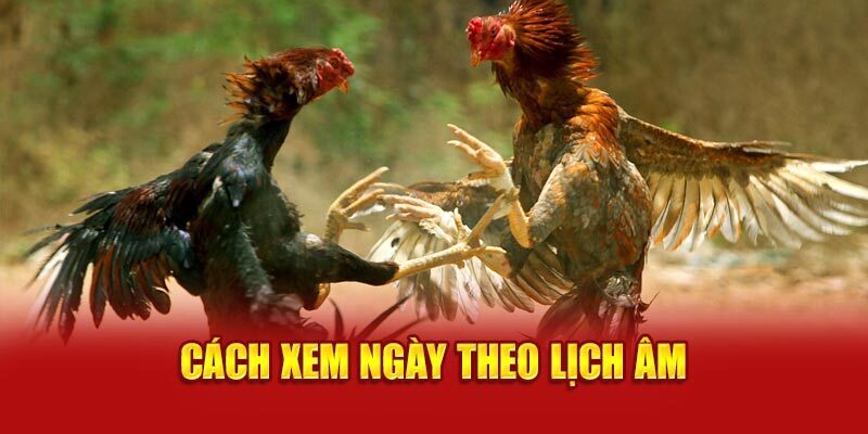 Chọn ngày sổ chuồng cho gà tăng cơ hội thắng